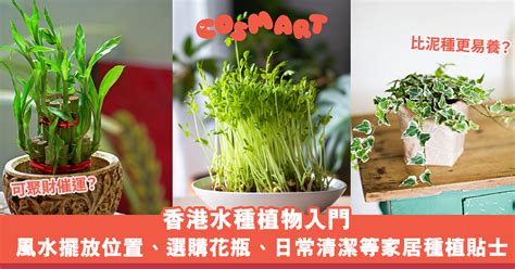 辦公室水種植物風水|水種植物風水｜香港水種植物入門！風水擺放位置/換 